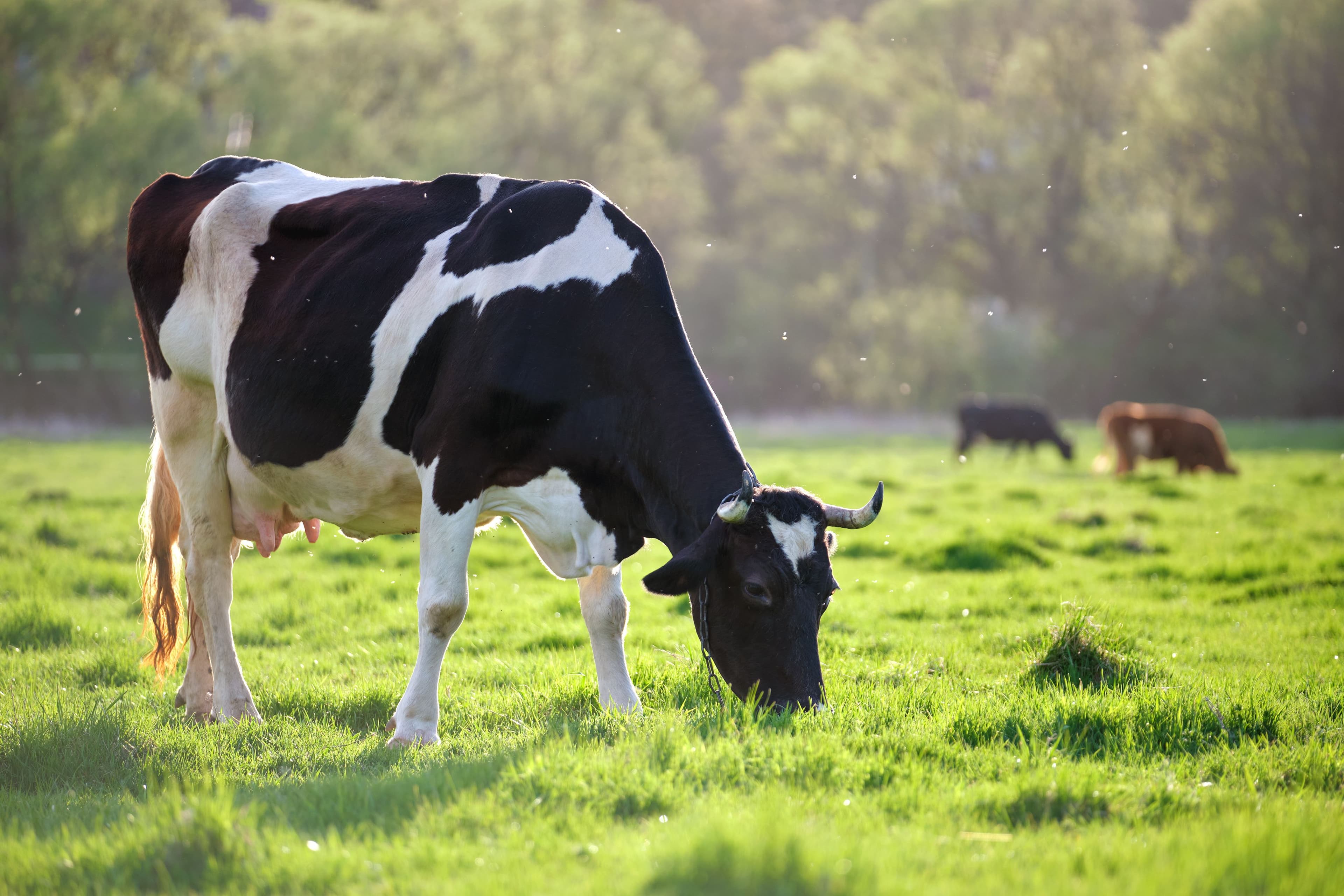 FDA: Off-label use of aspirin in lactating dairy cattle is prohibited