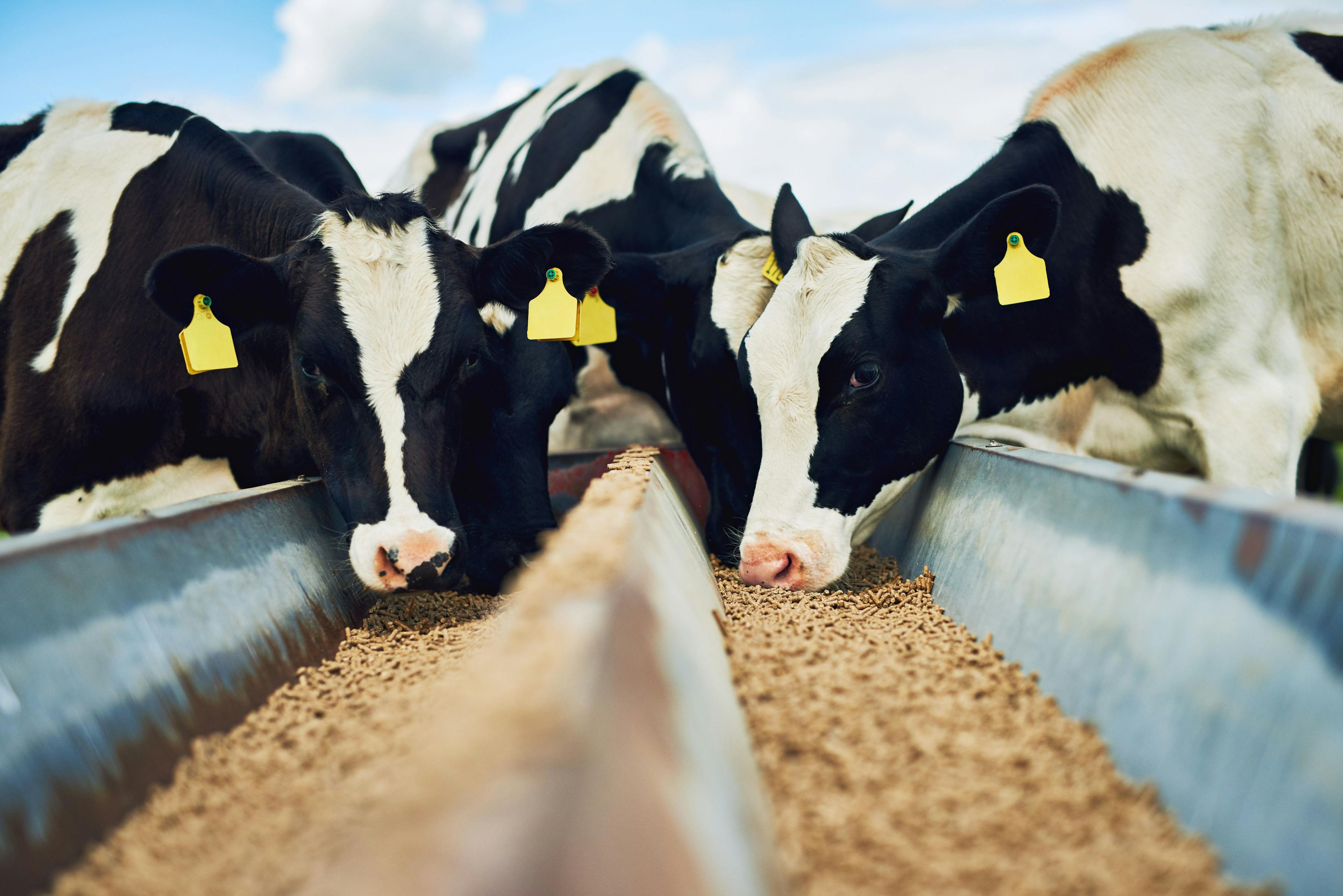 ADM Animal Nutrition includes additional lots of farm animal feed products in new recall expansion