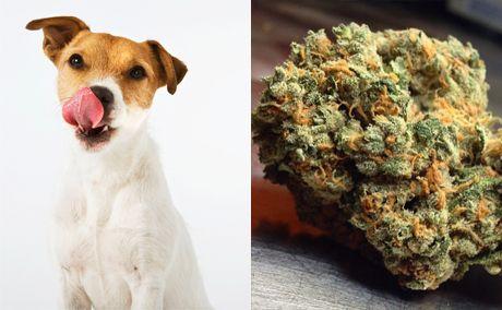 marijuanapet.jpg