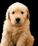 veterinary-golden-retriever-807413-1382856854799.jpg