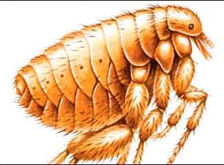 veterinary_flea-777036-1384162077330.jpg