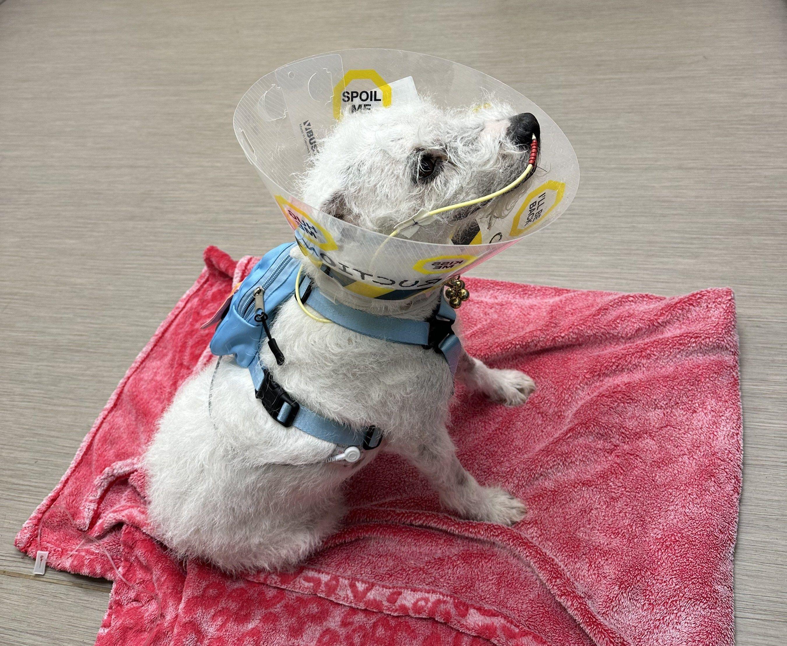 Skippy, a Jack Russell Terrier, recuperating after nearly dying from chasing a skunk into a pile of hay bales. (Image courtesy of Pet Poison Helpline) 