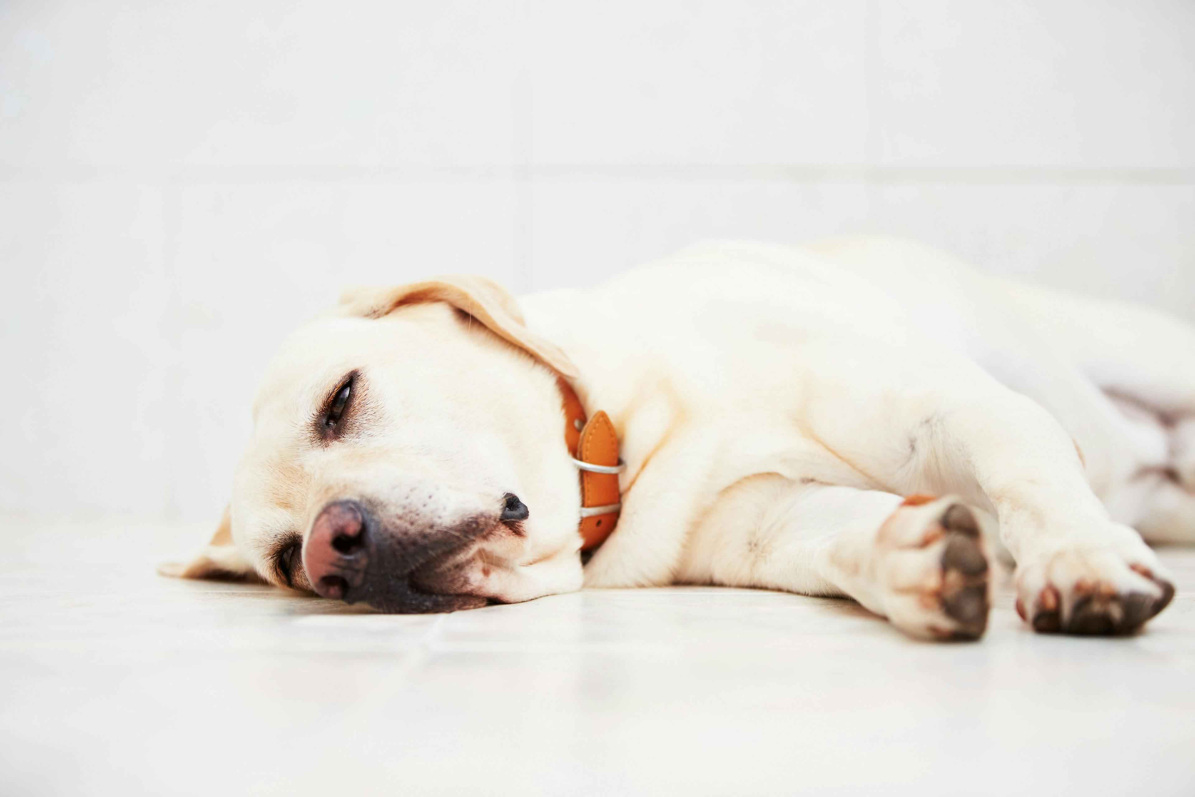 FDA extends expiration date for solution to induce vomiting in dogs