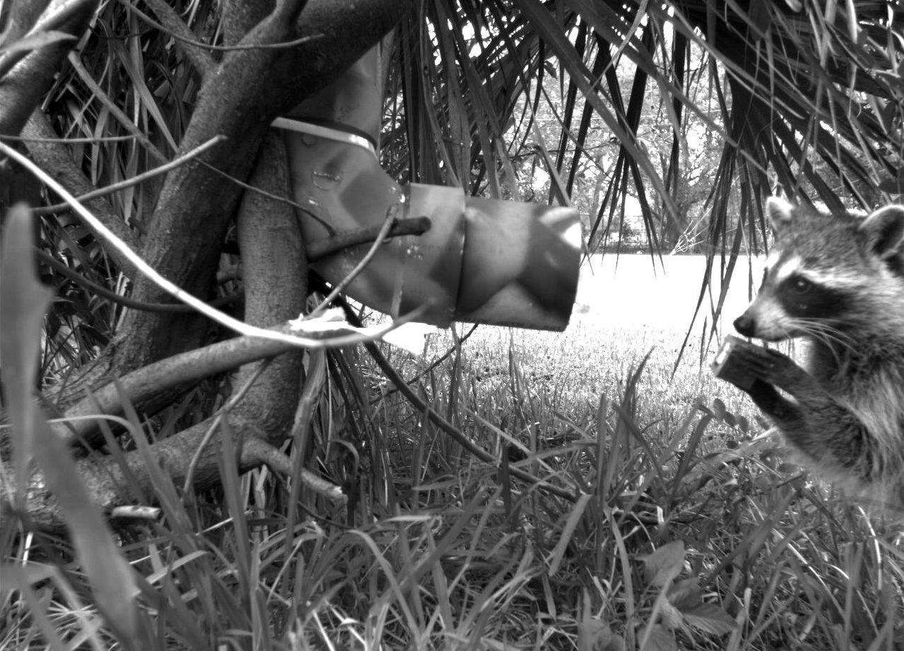 A raccoon holding an oral rabies vaccine bait at a bait station in Florida. (Photo courtesy of Betsy Haley and USDA-APHIS-Wildlife Services)