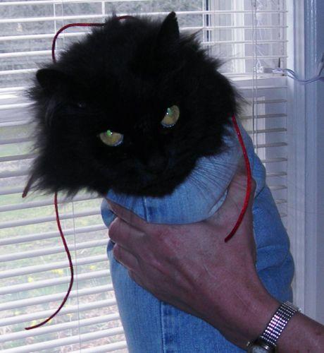 veterinary_kitty_bag_8-661555-1384322378306.jpg