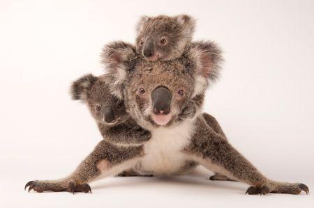 07_Koala_Phascolarctos-cinereus_Joel_Sartore_NationalGeographic_PhotoArk_11481509_450.jpg