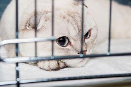 veterinary-cat-in-the-cage-450px-shutterstock-570413767.jpg