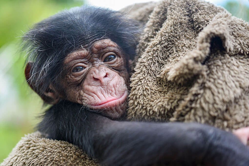 Maryland Zoo welcomes baby chimpanzee