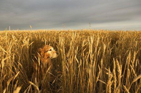 veterinary-Hiding-in-plain-wheat-520626613_450.jpg