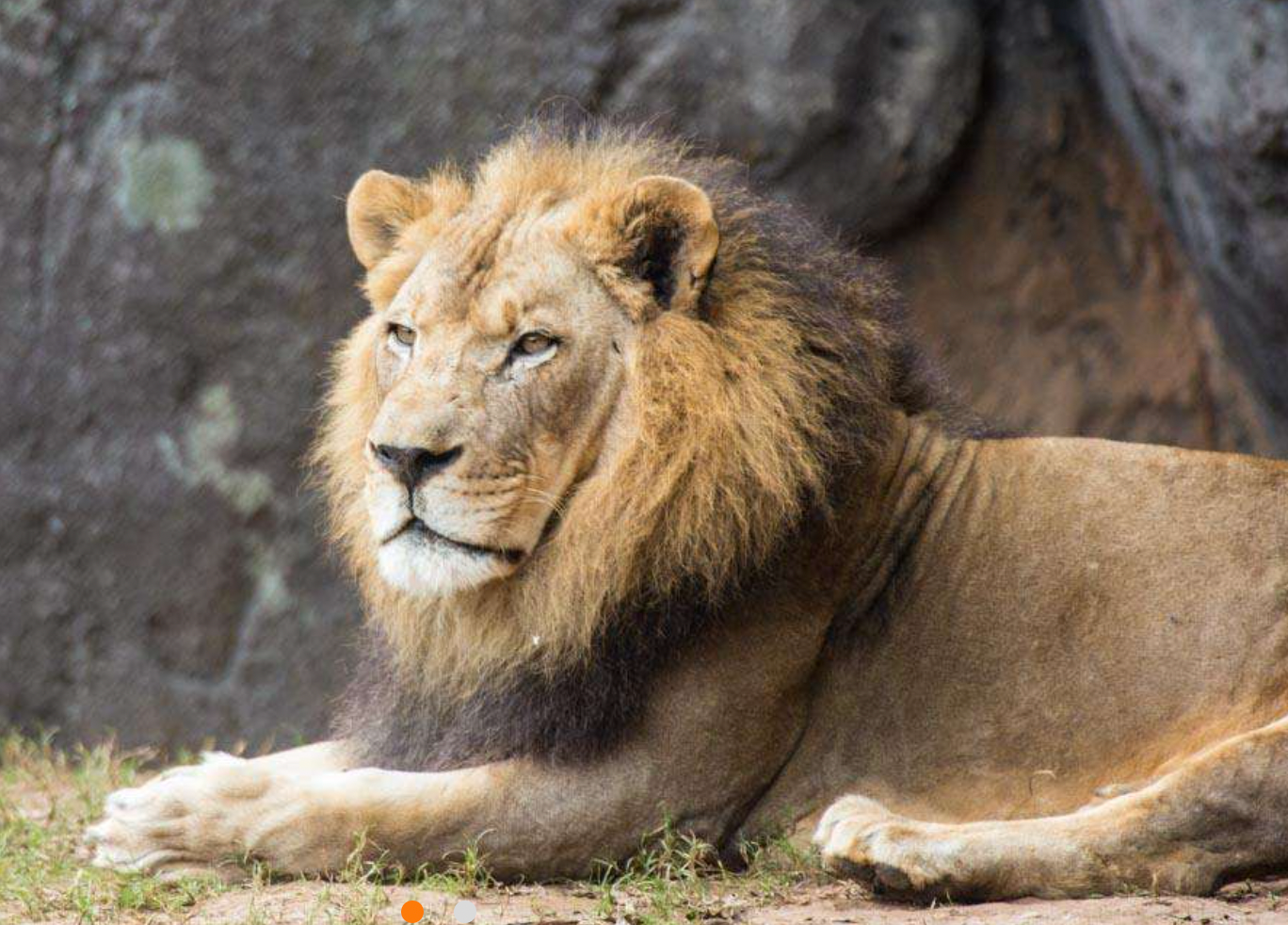 The beloved male African lion from North Carolina Zoo, Reilly (Photo courtesy of North Carolina Zoo). 
