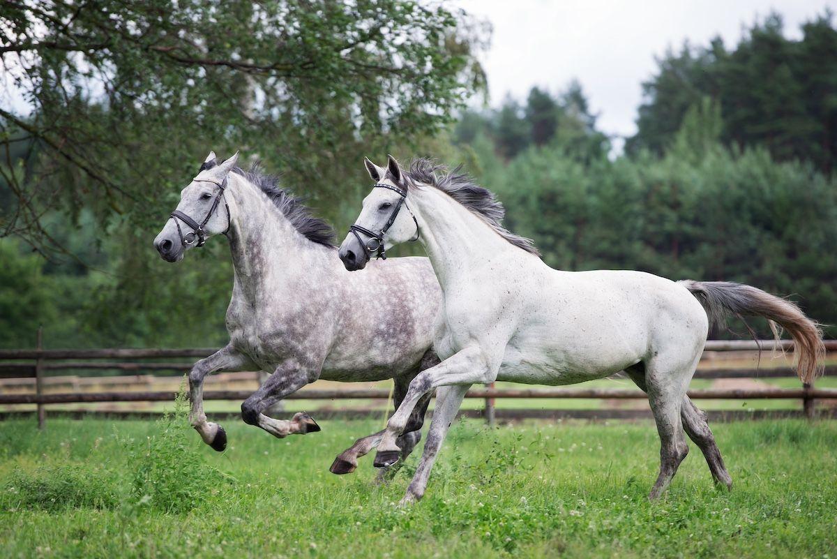 Researchers discover "graying gene" in horses