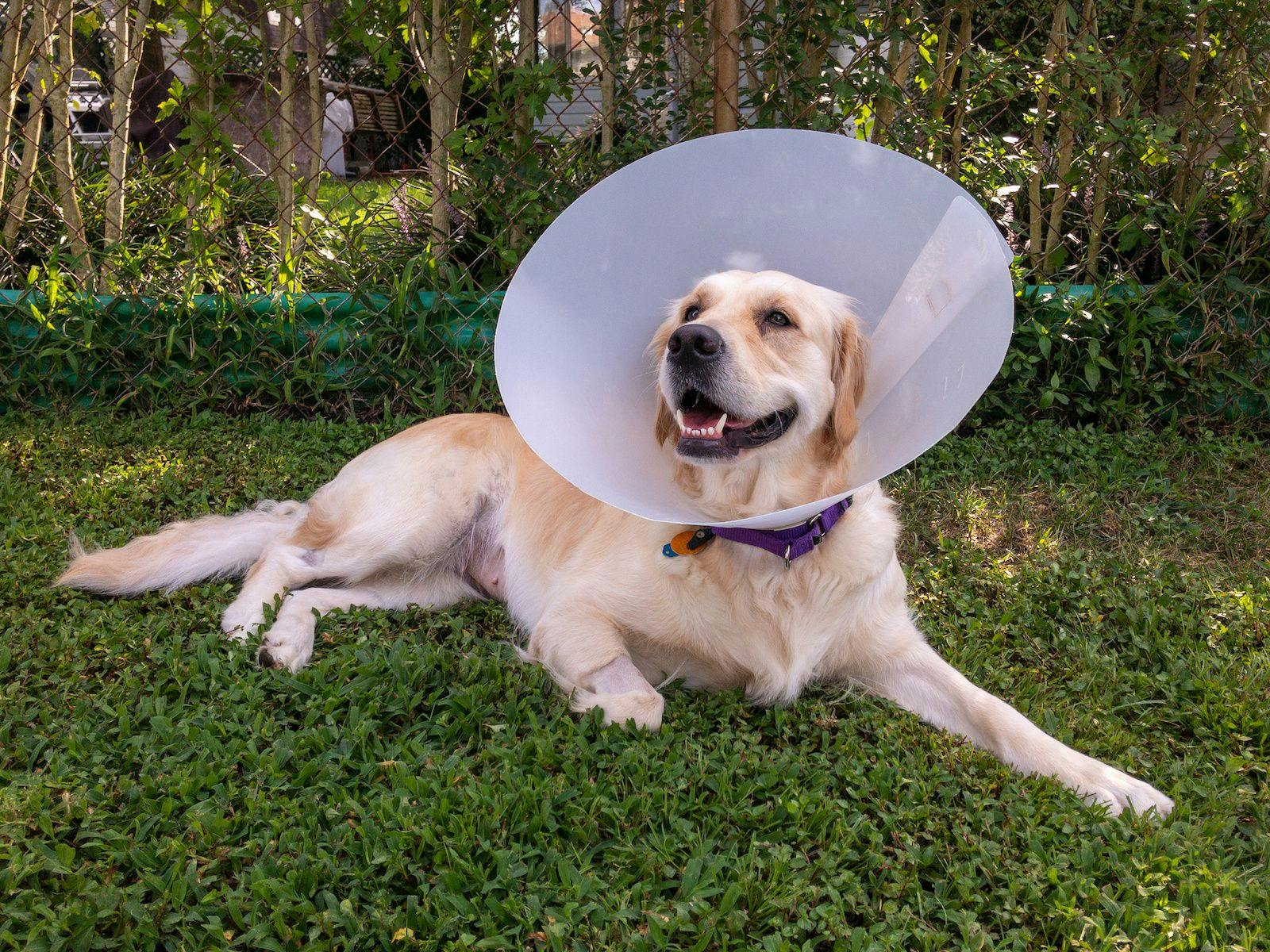 Medical cone used for spay and neuter