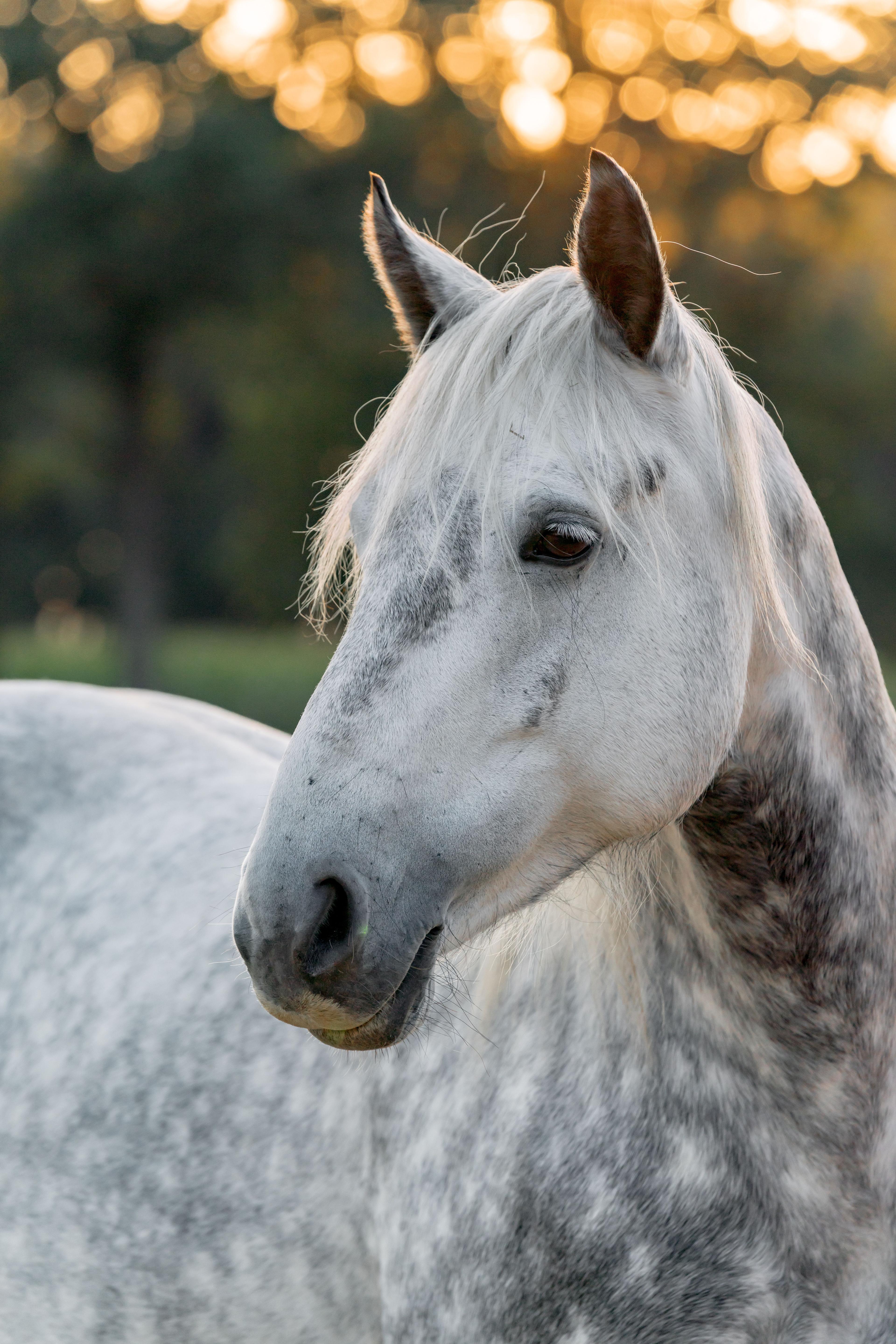 Equine pharmacy merges with compounding pharmacy