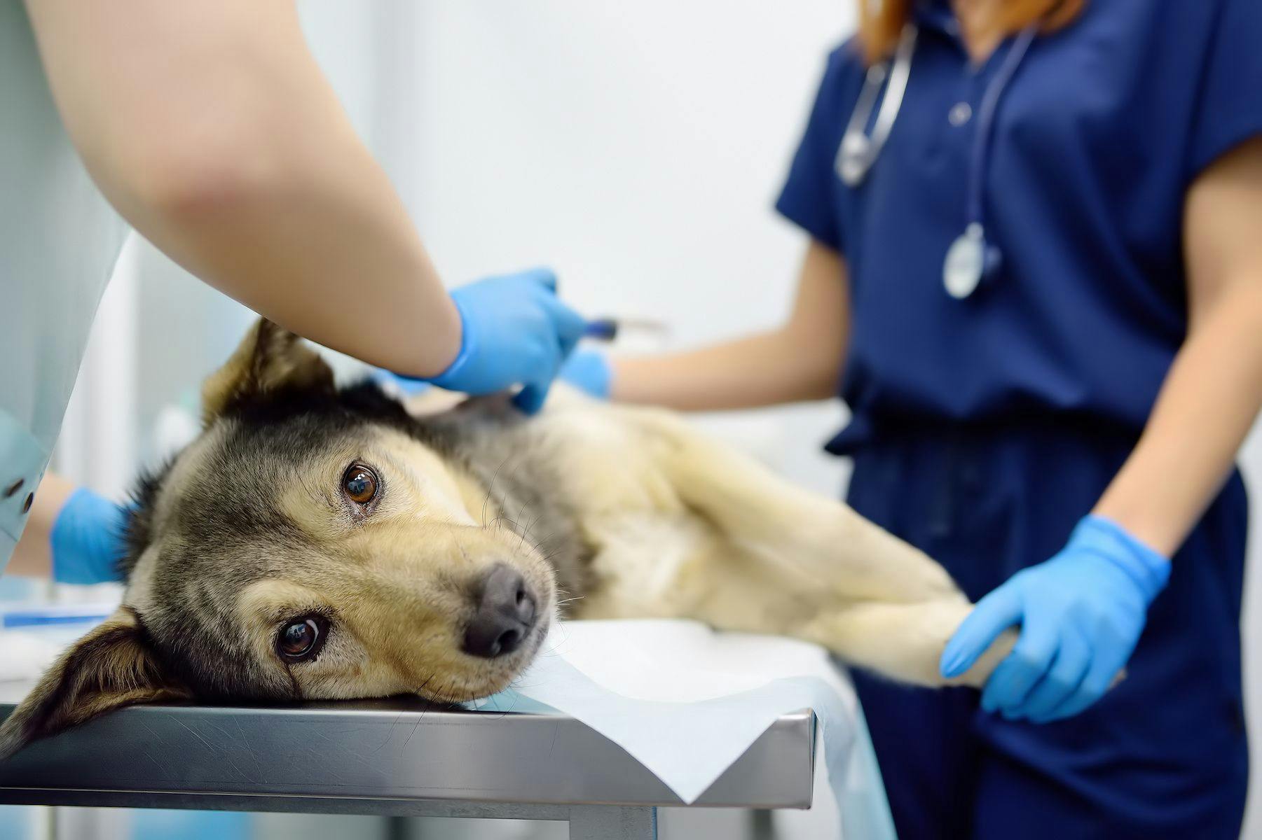 Canine cancer therapy