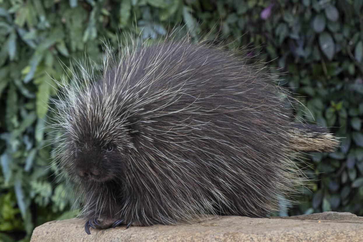 Maizey has become the first North American porcupine to have a caesarean section (Image courtesy of San Diego Wildlife Alliance)