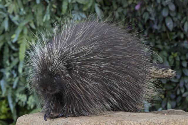 First-ever cesarean section performed on North American porcupine