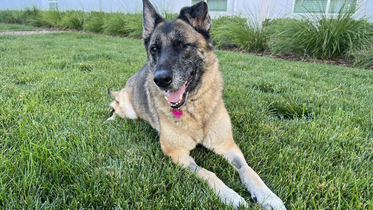 Riley, a 7-year-old German Shepherd, was diagnosed with disseminated aspergillosis. (Image courtesy of UC Davis College of Veterinary Medicine)