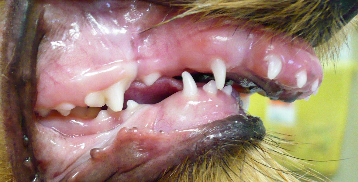 Figure 3: Mandibular distoclusion mandibular mesioclusion (underbite).