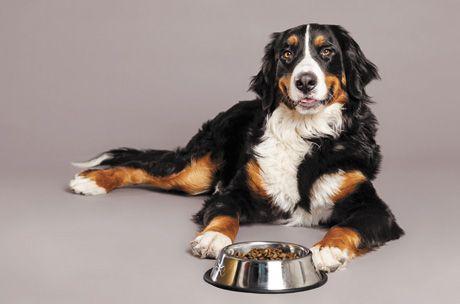 veterinary_Bernard-Sennenhund-with-Food-Bowl-at-Studio_460px_177801228.jpg