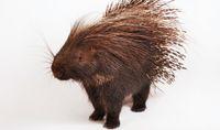 veterinary_200456238-001-cape-porcupine-against-white-background-gettyimages-804842-1382874846426.jpg