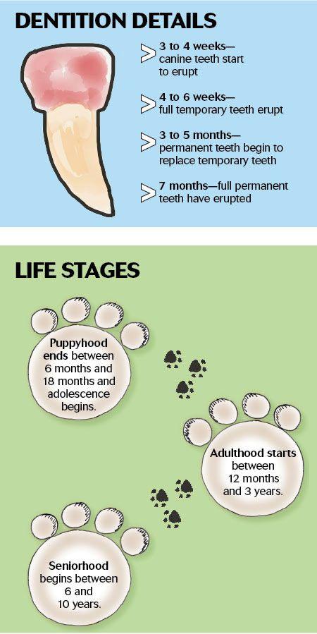 veterinary-puppy-kitten-milestones3.jpg