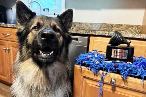 Luca the Shiloh shepherd with his 2024 Hambone Award

Photos courtesy of Nationwide