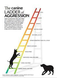 veterinary_ladder_aggression_200p.jpg