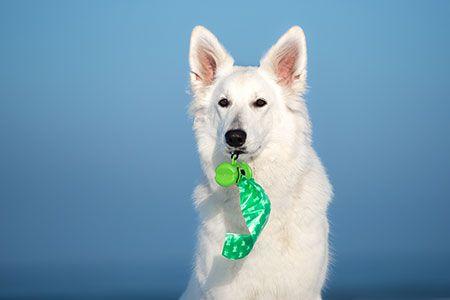 veterinary-dog-shepherd-white-poop-bag-AdobeStock_246803979_450.jpg