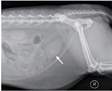 veterinary_diagnote0611_fig5-724421-1404228058064.jpg