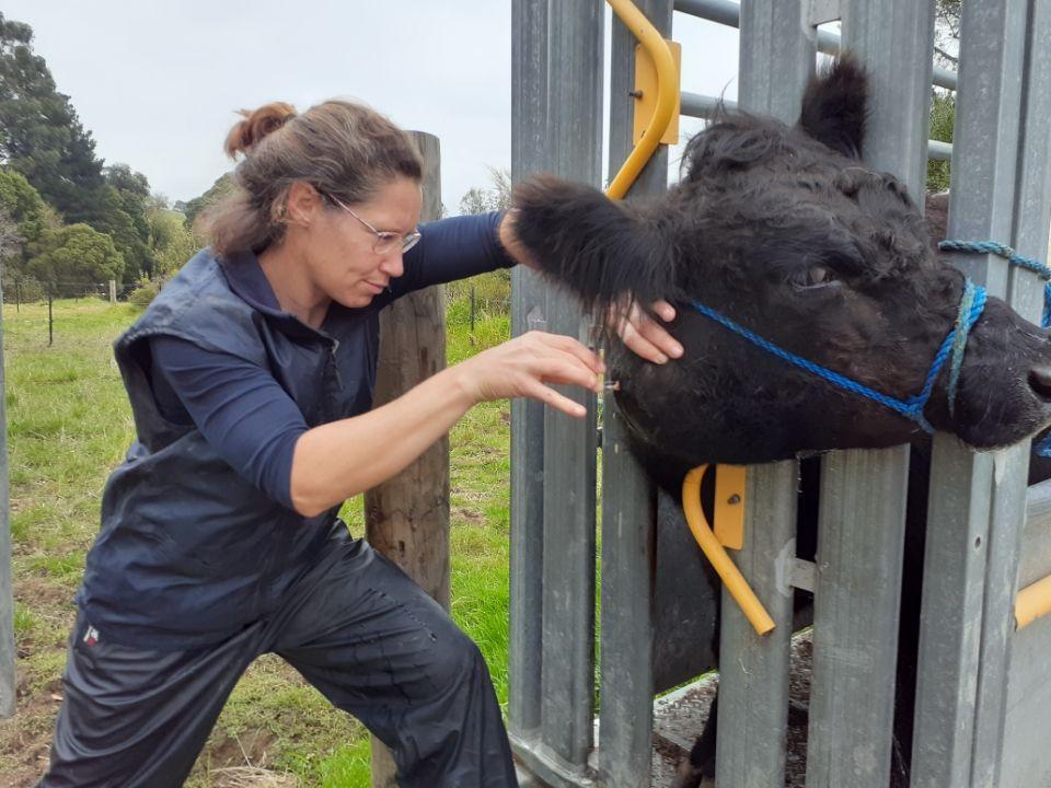 Becky Dickinson, BVetMed (Hons), MVSc, lancing abscess (Image courtesy of Veterinary Support Services) 