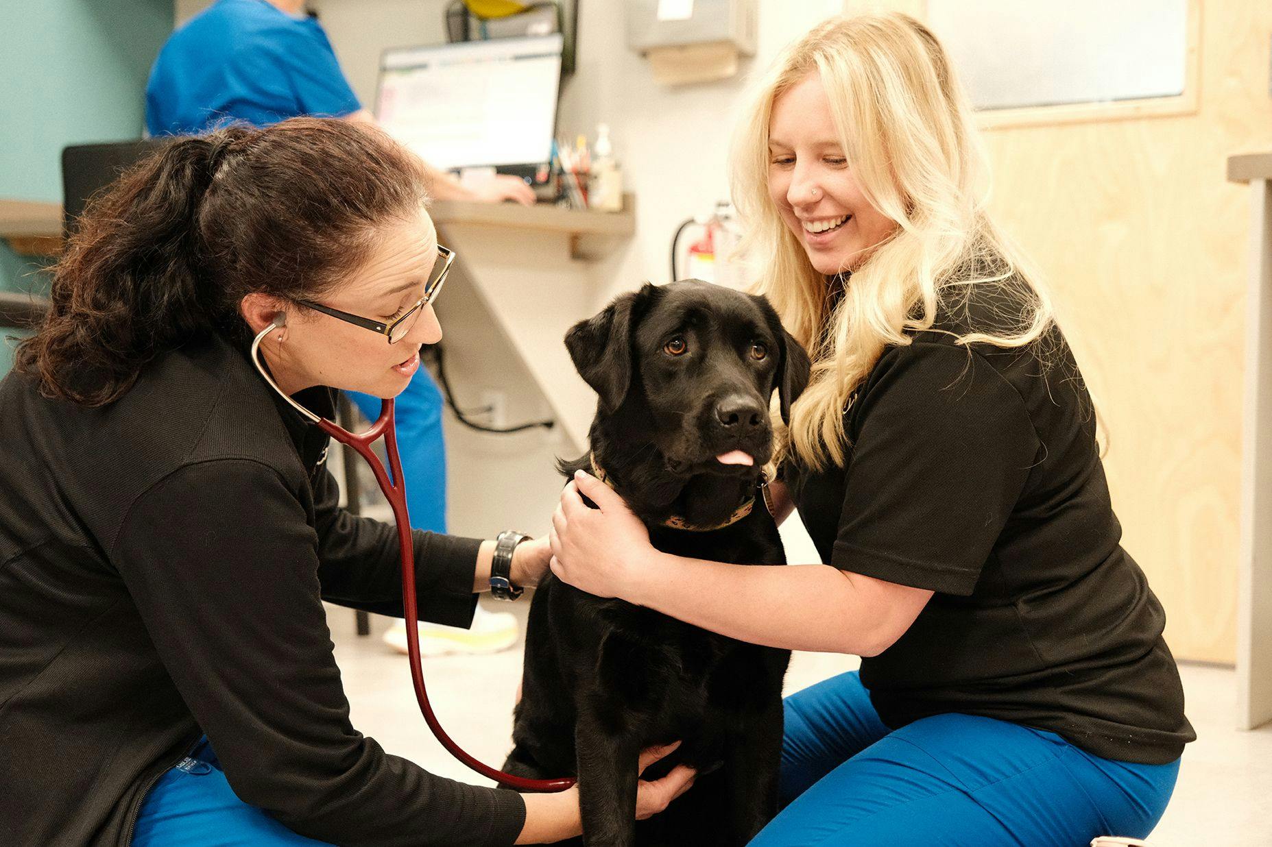 Clinic center: Veterinary practices and hospitals opening in the US