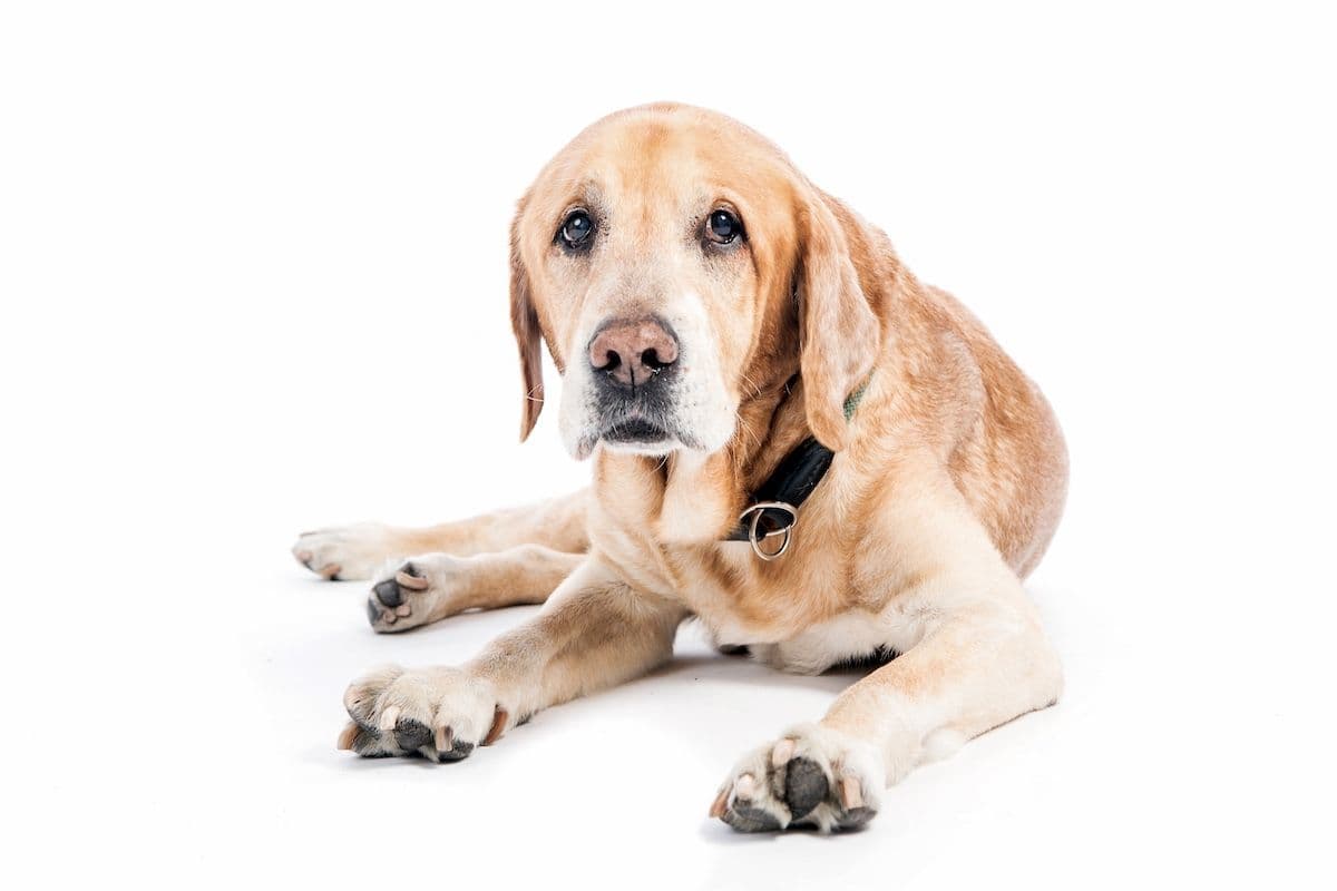  Looking at canine osteoarthritis through COAST