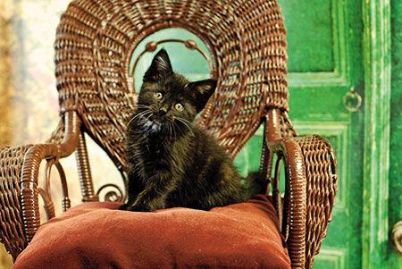 veterinary-cat-kitten-raven-dollchairsmaller-450.jpg