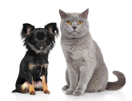 veterinary-cat-and-dog-white-background-450-614928272.jpg