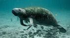 Manatees: No Longer Endangered