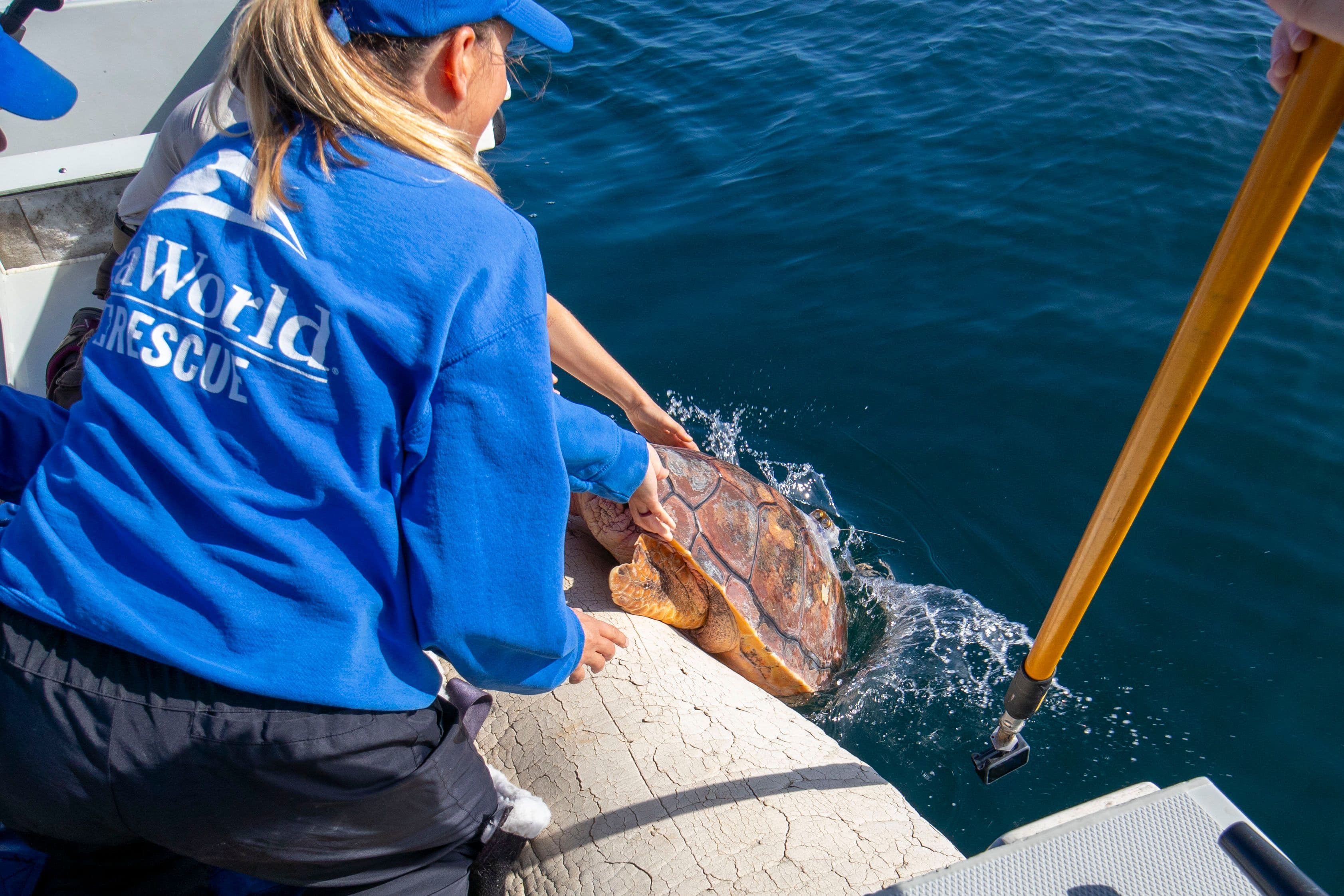 Loggerhead sea turtle returns to the ocean following months of rehabilitation