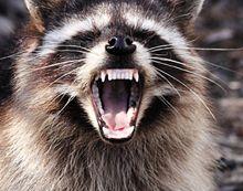 veterinary-raccoon-rabies-1_220.jpg