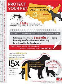 veterinary_AHSinfographic-811983-1382843247842.jpg