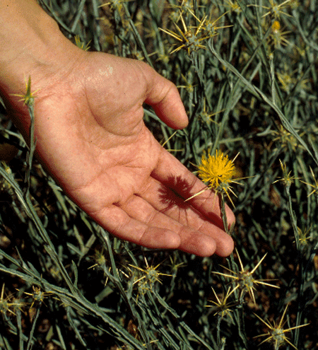 veterinary_yellow_thistle-697054-1404227331504.png