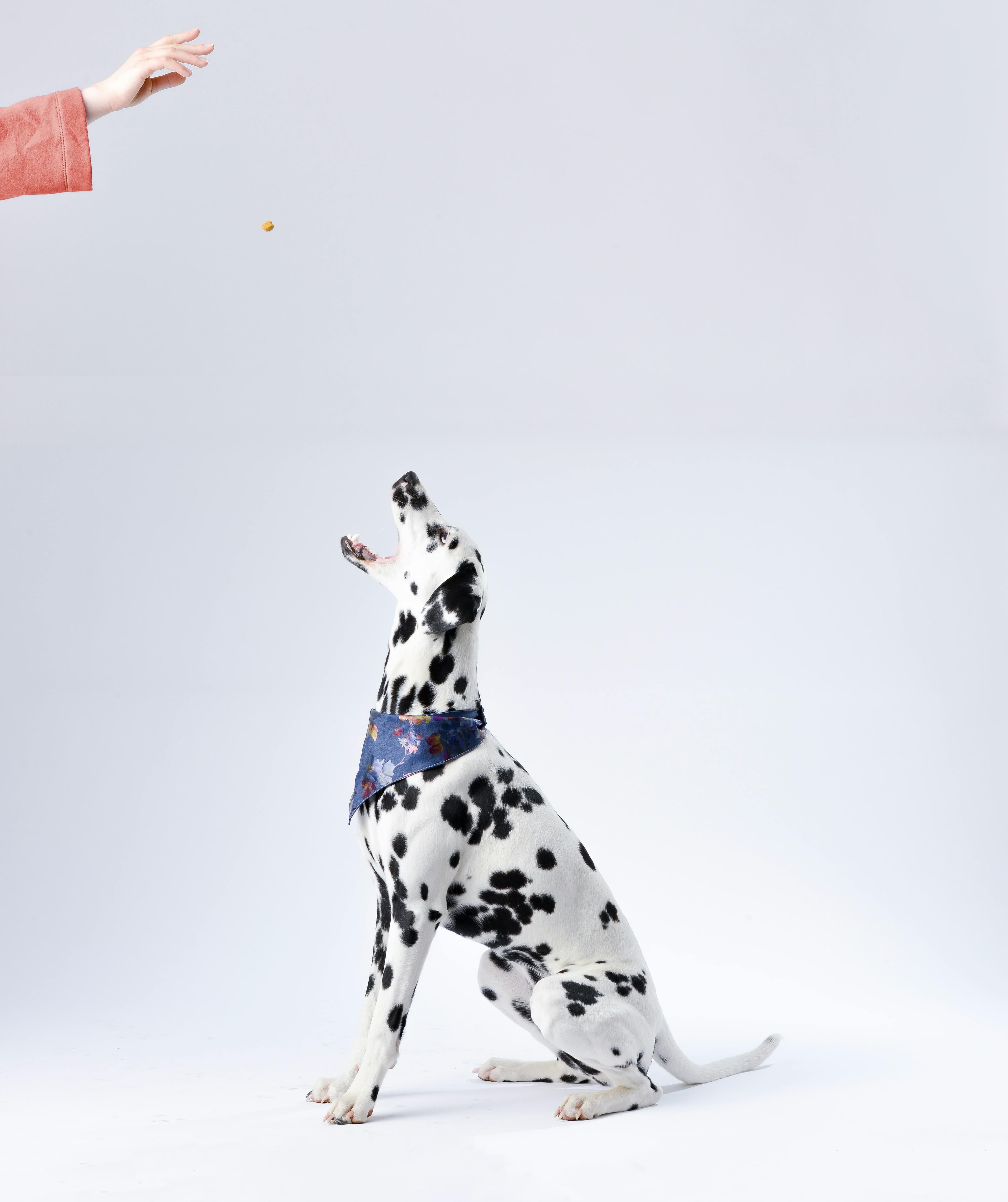 Photo by Kasuma: https://www.pexels.com/photo/dalmatian-sitting-white-surface-933498/