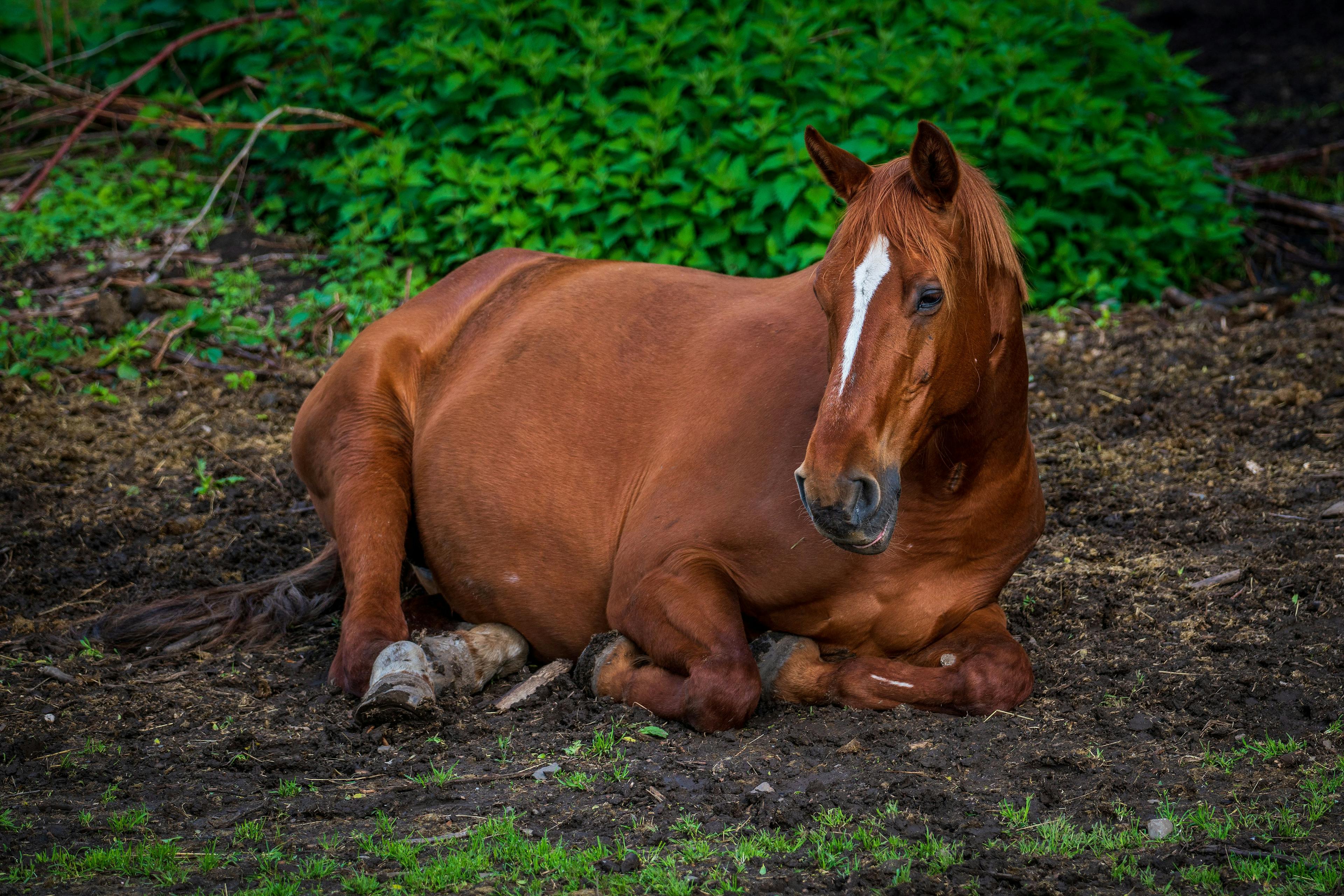 Organizations partner to provide resources on equine botulism