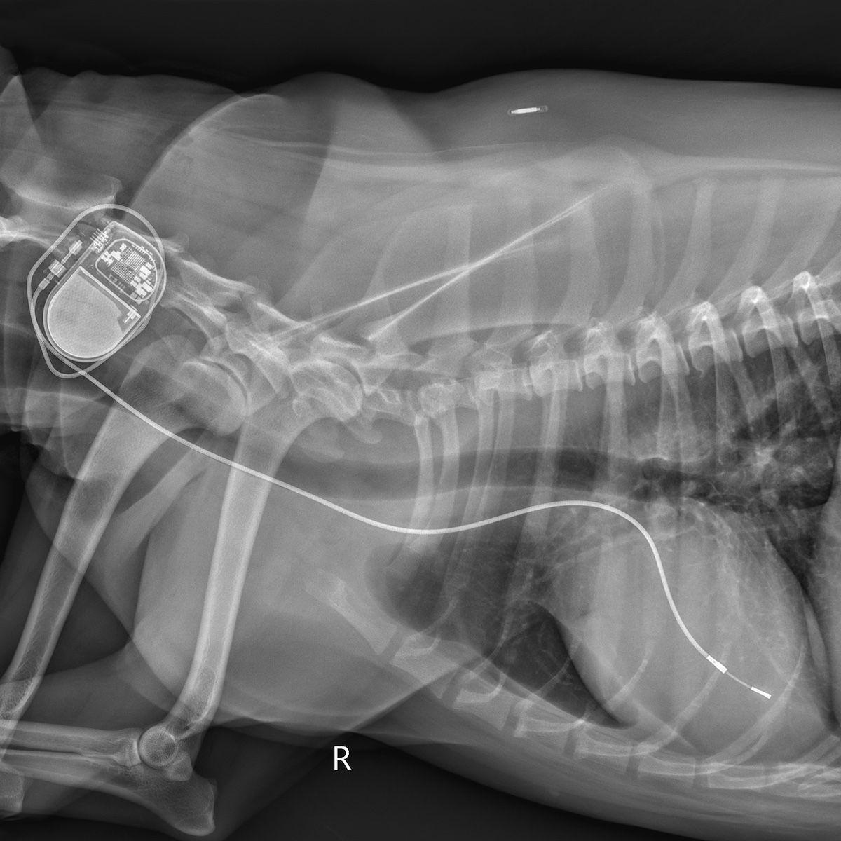 An x-ray of Sissy after having her pacemaker placed.

Photo courtesy of Texas A&M University College of Veterinary Medicine and Biomedical Sciences