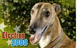 DVM_veterinarynews_greyhound_flash.s-int-563356-1384609372232.jpg