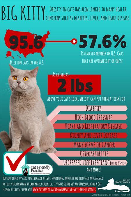 FAT_CAT_Obestity_Infographic_FINAL.jpg