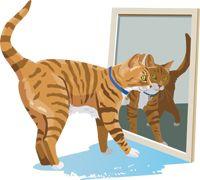 Cats_Mirror-617627-1384501690647.jpg