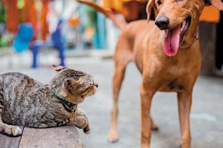 veterinary-blurred-cat-and-dog-shutterstock-493361407_450.jpg