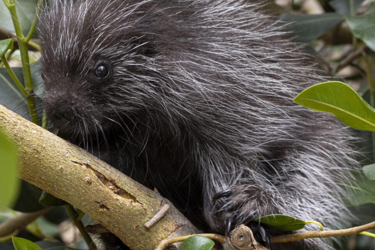 Maizey's porcupette, Dakota, in their habitat