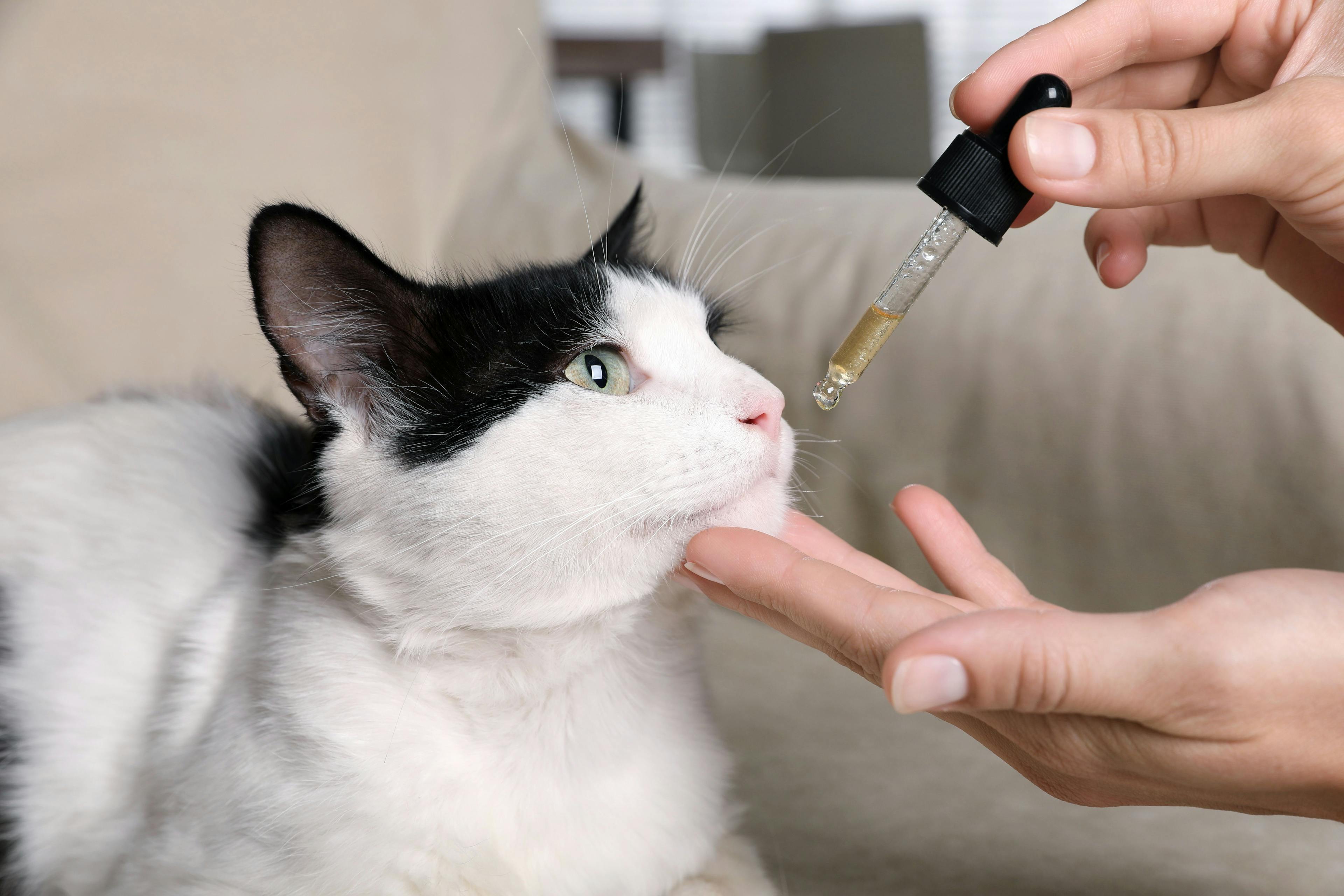 CBD pet products receive official certification