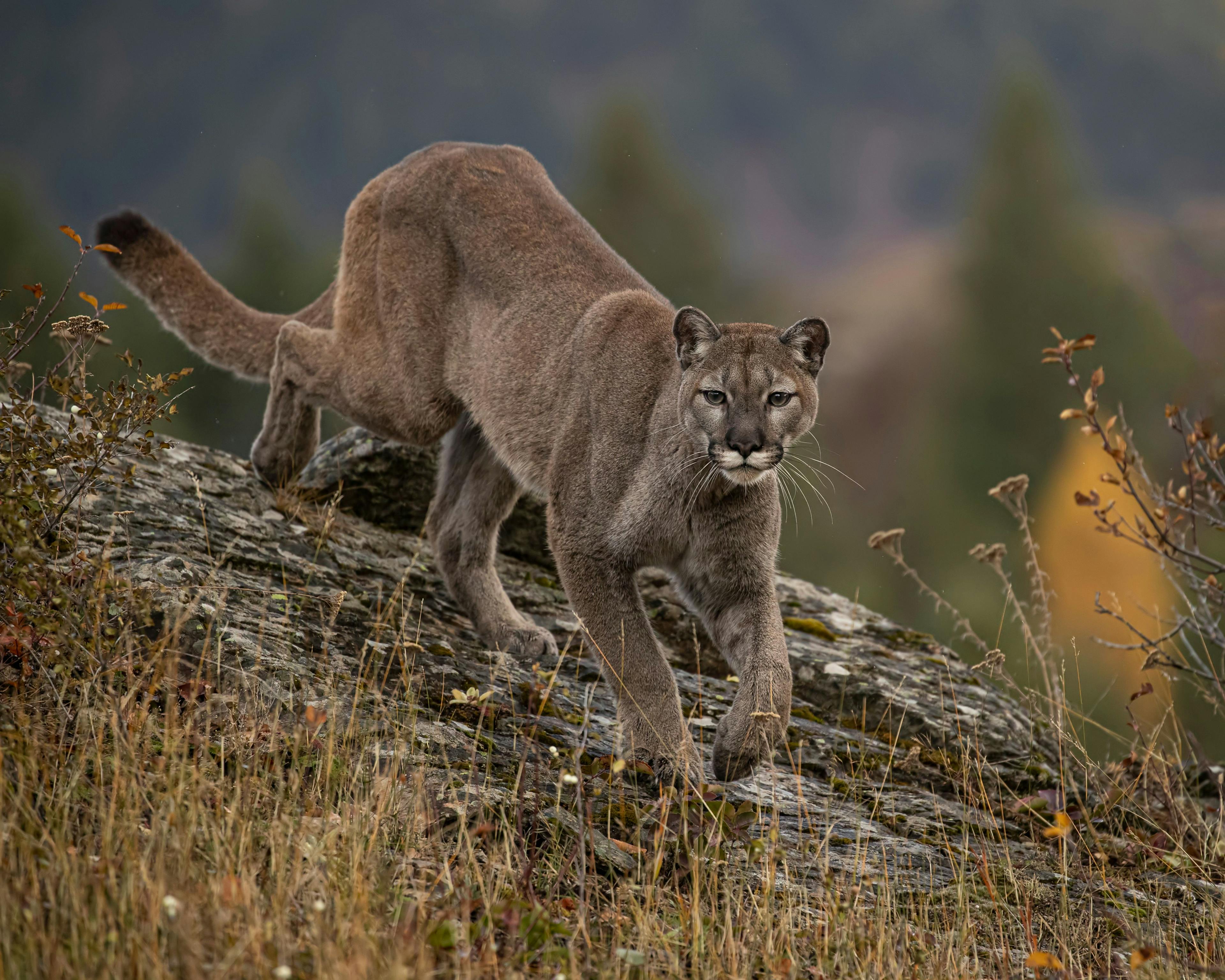 Rustrela virus variant identified in Colorado