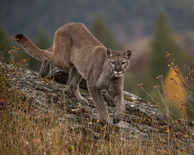 Rustrela virus variant identified in Colorado